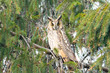 long-eared owl (Asio otus) in the tree