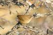 Adult  Wren on Branch / Troglodytes troglodytes
