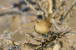 Adult  Wren on Branch / Troglodytes troglodytes