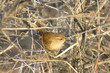 Adult  Wren on Branch / Troglodytes troglodytes