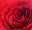 Closeup Rose