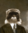 Singe en costume