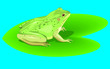 a Frog resting on a lotus leaf