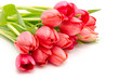 Rosa Tulpen