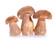 ceps mushrooms