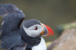 Puffin, ritratto