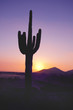 Photo: Saguaro Cactus at Sunset Saguaro Cactus at Sunset