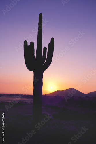 Photo: Saguaro Cactus at Sunset Saguaro Cactus at Sunset