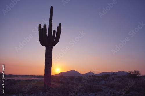Photo: Saguaro Catus at Sunset Saguaro Catus at Sunset