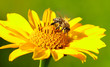 Bee on the flower.