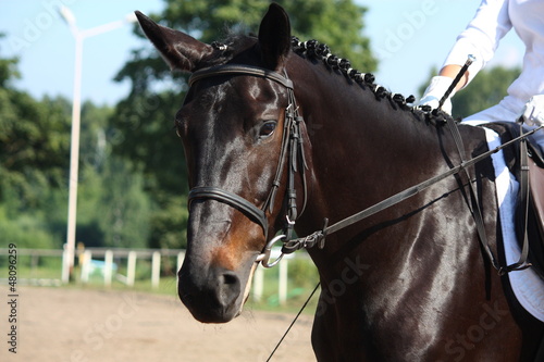 Photo: Beautiful sport horse portrait during dressage test Beautiful sport horse portrait during dressage test