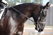 Beautiful sport horse portrait during dressage test