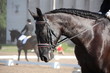 Beautiful sport horse portrait during dressage test