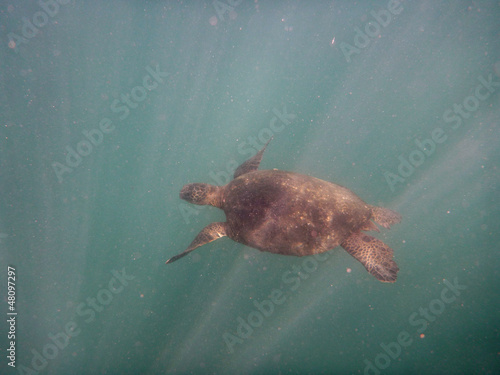 Photo: Hawaiian Turtle swims as rays of light surround it Hawaiian Turtle swims as rays of light surround it
