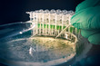 Scientist picks up bacterial colonies