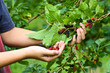 Mulberry