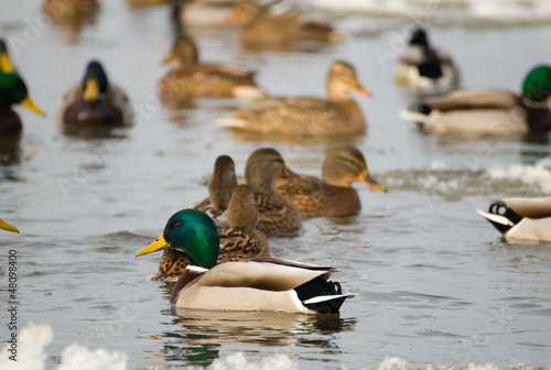 Photo: Mallard Mallard