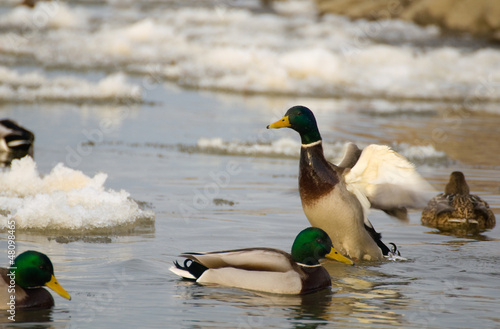 Photo: Mallard Mallard