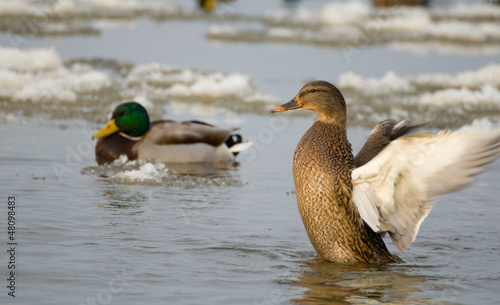 Photo: Mallard Mallard