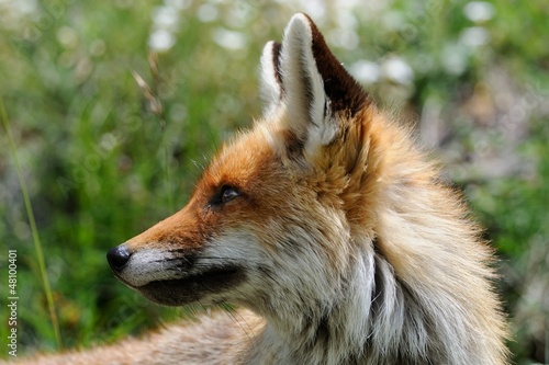 Photo: red fox portrait red fox portrait