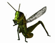 Illustration: stehende Heuschrecke stehende Heuschrecke