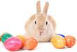 Foto: Osterhase Osterhase