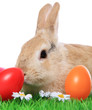 Foto: Osterhase Osterhase