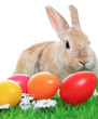 Foto: Osterhase Osterhase