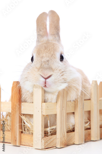Photo: Hase im Stall Hase im Stall