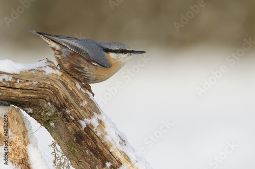 Photo: Kleiber (Sitta europaea) Kleiber (Sitta europaea)