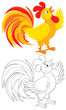 Rooster