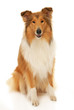 Photo: Rough Collie dog Rough Collie dog