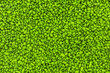 Steine grün Textur