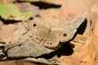 Common Four-ring butterfly (Ypthima similis)