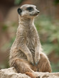 Merkat on watch