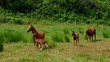 Pferd vid 04