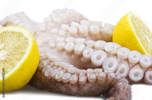 Photo: Fresh octopus raw close up on the white Fresh octopus raw close up on the white