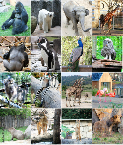 Photo: Collage of different animals Collage of different animals
