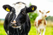 Young curious calfs on background of green grass