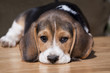 Foto: Cute beagle puppy lying Cute beagle puppy lying