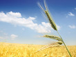 Wheat field against a blue sky