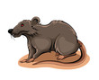 Rat