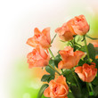 Foto: Orange Roses Orange Roses