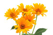 Photo: yellow flowers isolated yellow flowers isolated
