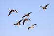Blue Snow Geese