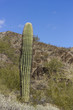 Photo: Arizonas Young Saguaro Arizonas Young Saguaro