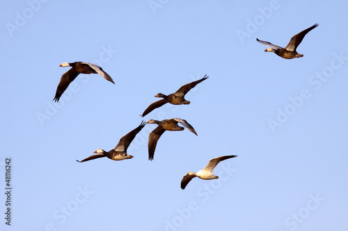 Photo: Blue Snow Geese Blue Snow Geese