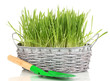 Green grass in basket isolated on white