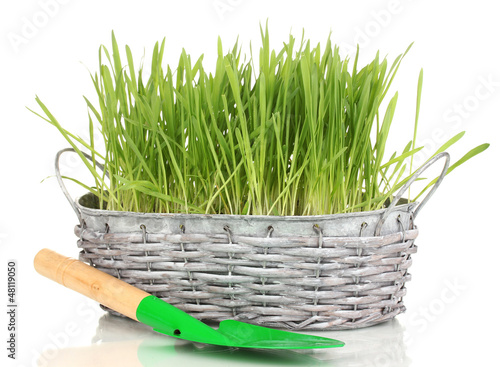 Photo: Green grass in basket isolated on white Green grass in basket isolated on white