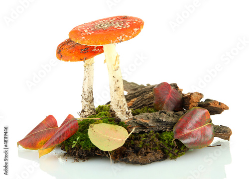Photo: red amanitas with moss isolated on white red amanitas with moss isolated on white